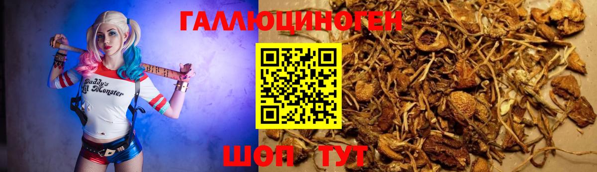 Тара  Псилоцибиновые грибы Psilocybine cubensis  Вход с VPN 